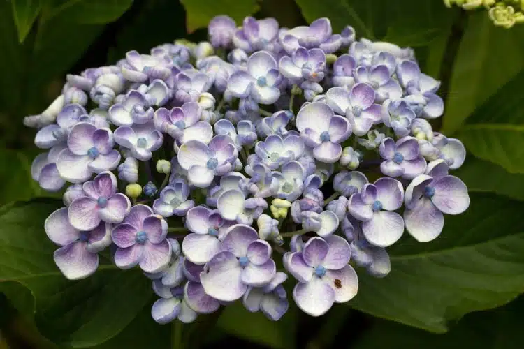 HYDRANGEA AYESHA DETAIL OF BLUE FLOWER HEAD