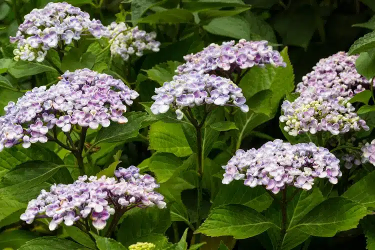 FLOWERS ON A MATURE HYDRANGEA MACROPHYLLA AYESHA SHRUB