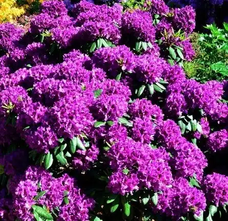 RICH PURPLE FLOWERS ON RHODODENDRON AZURRO PLANTS