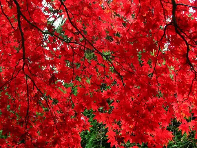 ACER PALMATUM BLOODGOOD SHOWING BRIGHT RED AUTUMN COLOUR