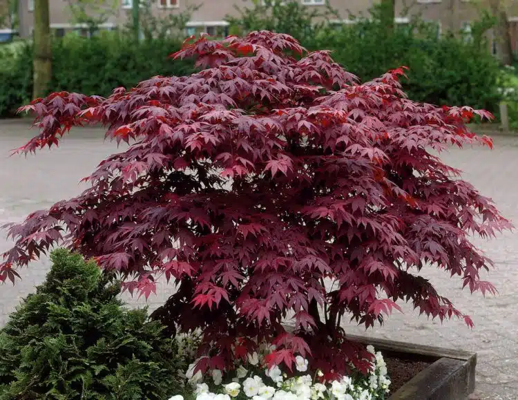 ACER PALMATUM BLOODGOOD YOUNG TREE