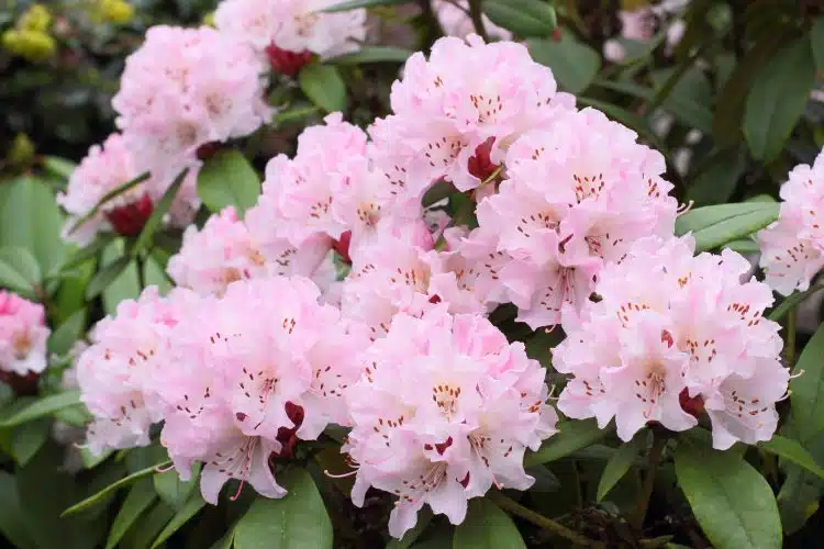 FLOWER DETAIL OF HYBRID RHODODENDRON CHRISTMAS CHEER PLANTS