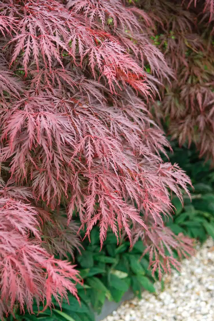 MATURE ACER PALMARUM CRIMSON QUEEN SHRUB