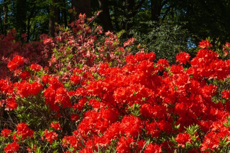 Deciduous Azalea Hotspur Azaleas & Rhododendrons - Hopes Grove Nurseries