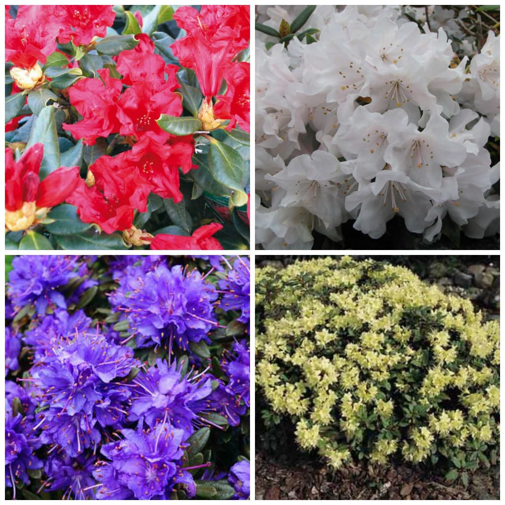 Dwarf Rhododendrons - Dwarf Rhododendron Collection - Hopes Grove