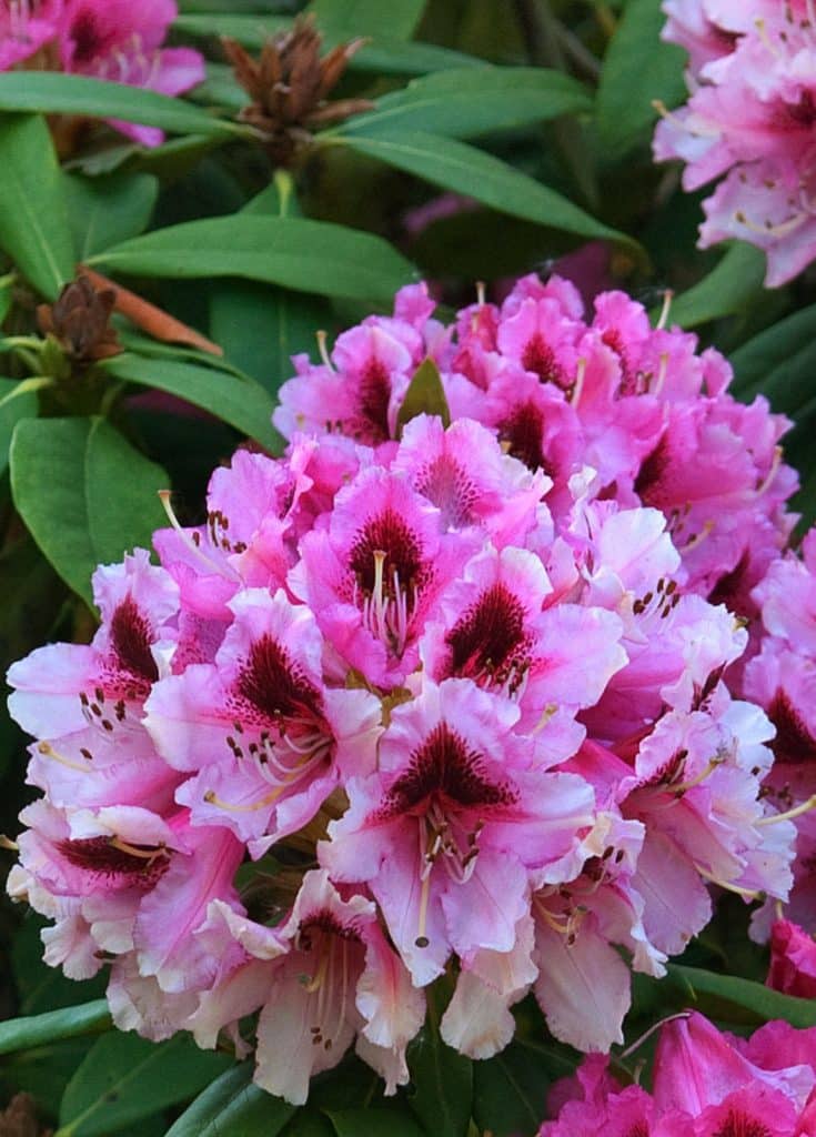 Rhododendron Chevalier Felix De Sauvage - Hopes Grove Nurseries