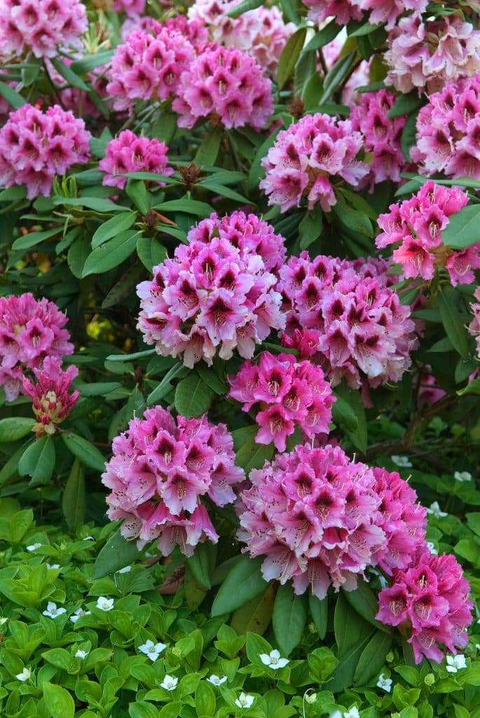 Rhododendron Chevalier Felix De Sauvage - Hopes Grove Nurseries