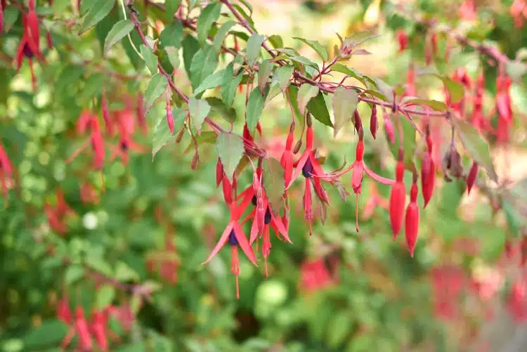 CLOSE UP FLOWERS OF HARDY FUCHSIA MAGELLANICA RICCARTONII