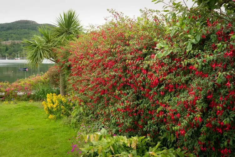 MATURE HEDGE OG HARDY FUCHSIA MAGELLANICA RICCARTONII IN FLOWER