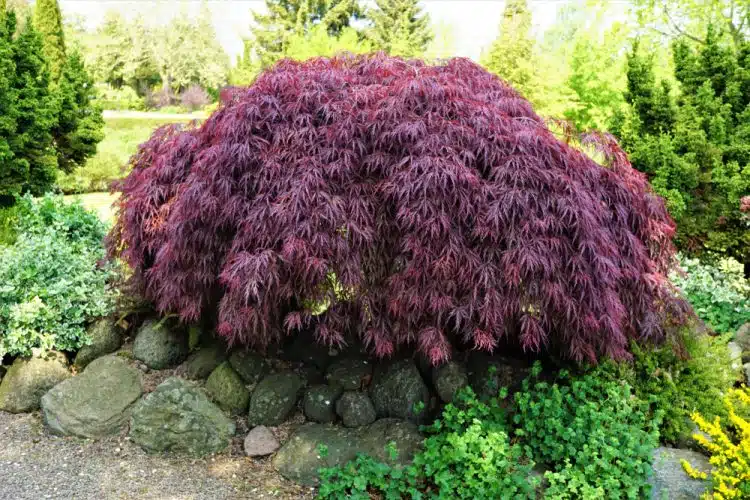 MATURE PLANT OF ACER PALMATUM DISSECTUM GARNET