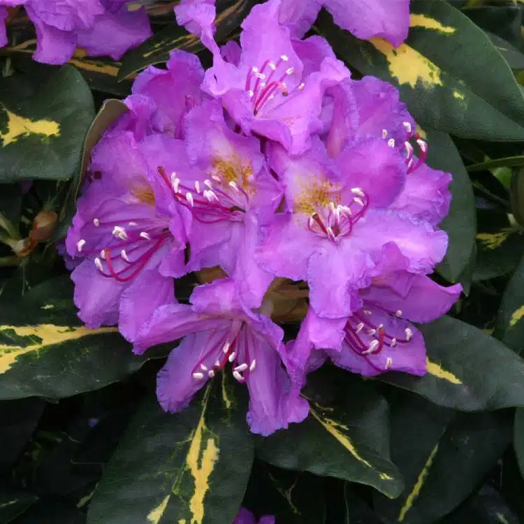 FLOWER DETAIL OF HYBRID RHODODENDRON GOLDFLIMMER SHRUBS