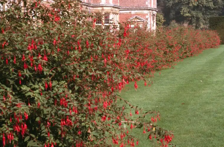 LOW HEDGE IN FLOWER OF HARDY FUCHSIA MAGELLANICA RICCARTONII