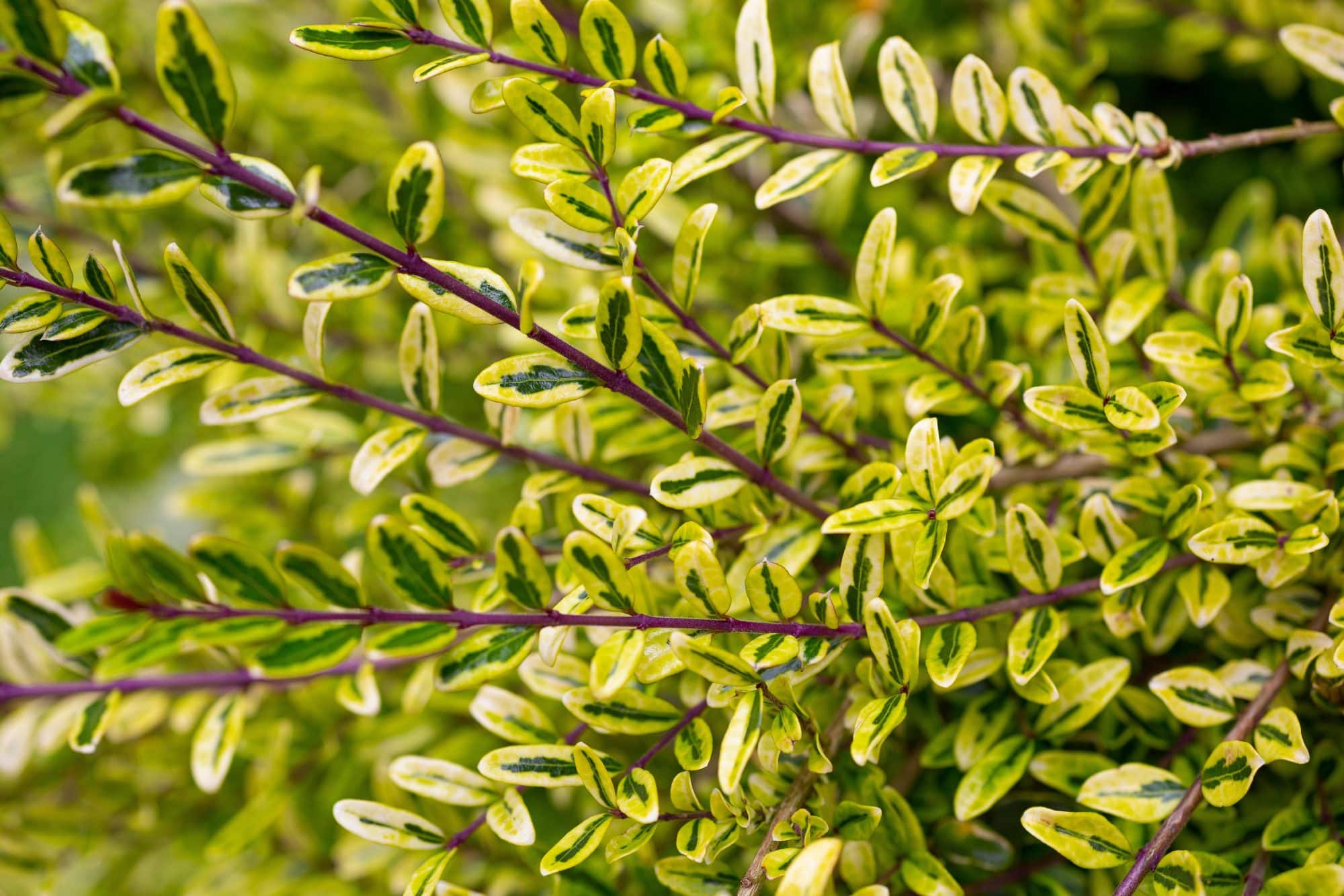 Lonicera nitida