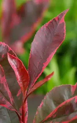 YOUNG FOLIAGE OF PHOTINIA LOUISE HEDGE PLANT