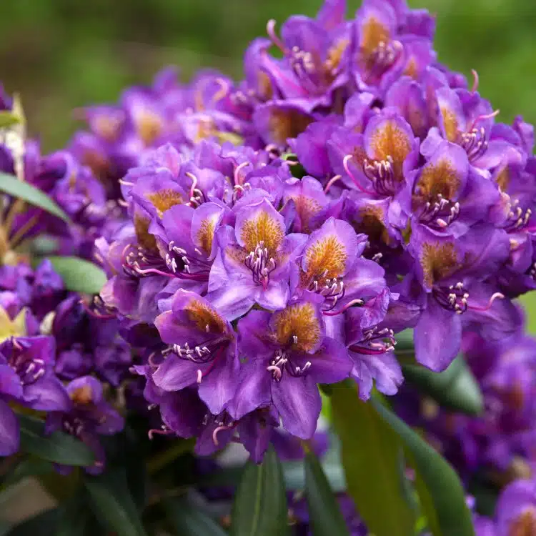 LARGE PURPLE AND OCHRE FLOWER TRUSSES ON HYBRID RHODODENDRON MARCEL MENARD PLANT