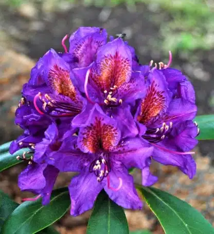 FLOWER DETAIL OF HYBRID RHODODENDRON MARCEL MENARD PLANT