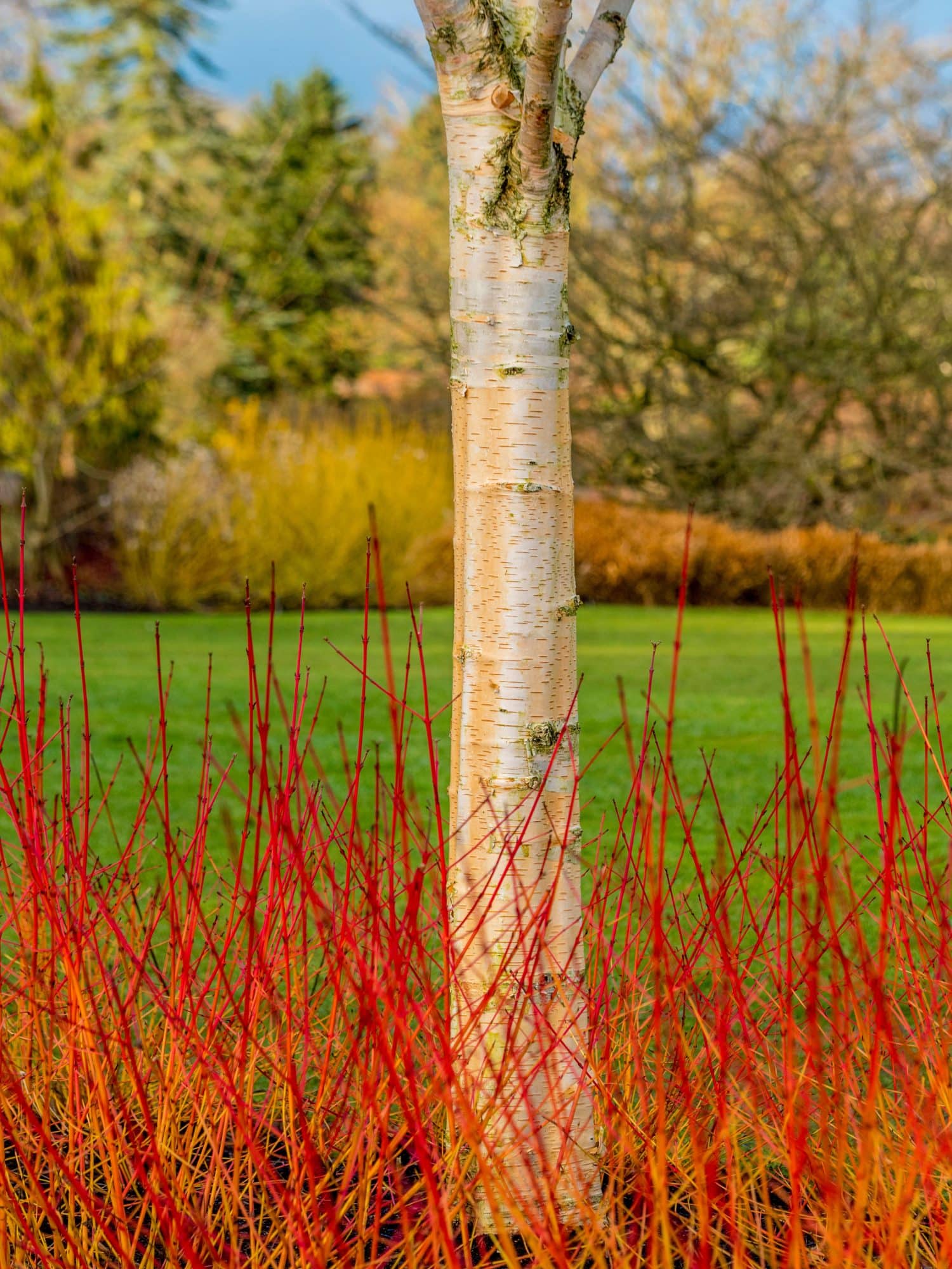 Buy Dogwood Midwinter Fire Cornus Sanguinea or Common Dogwood Hedging 