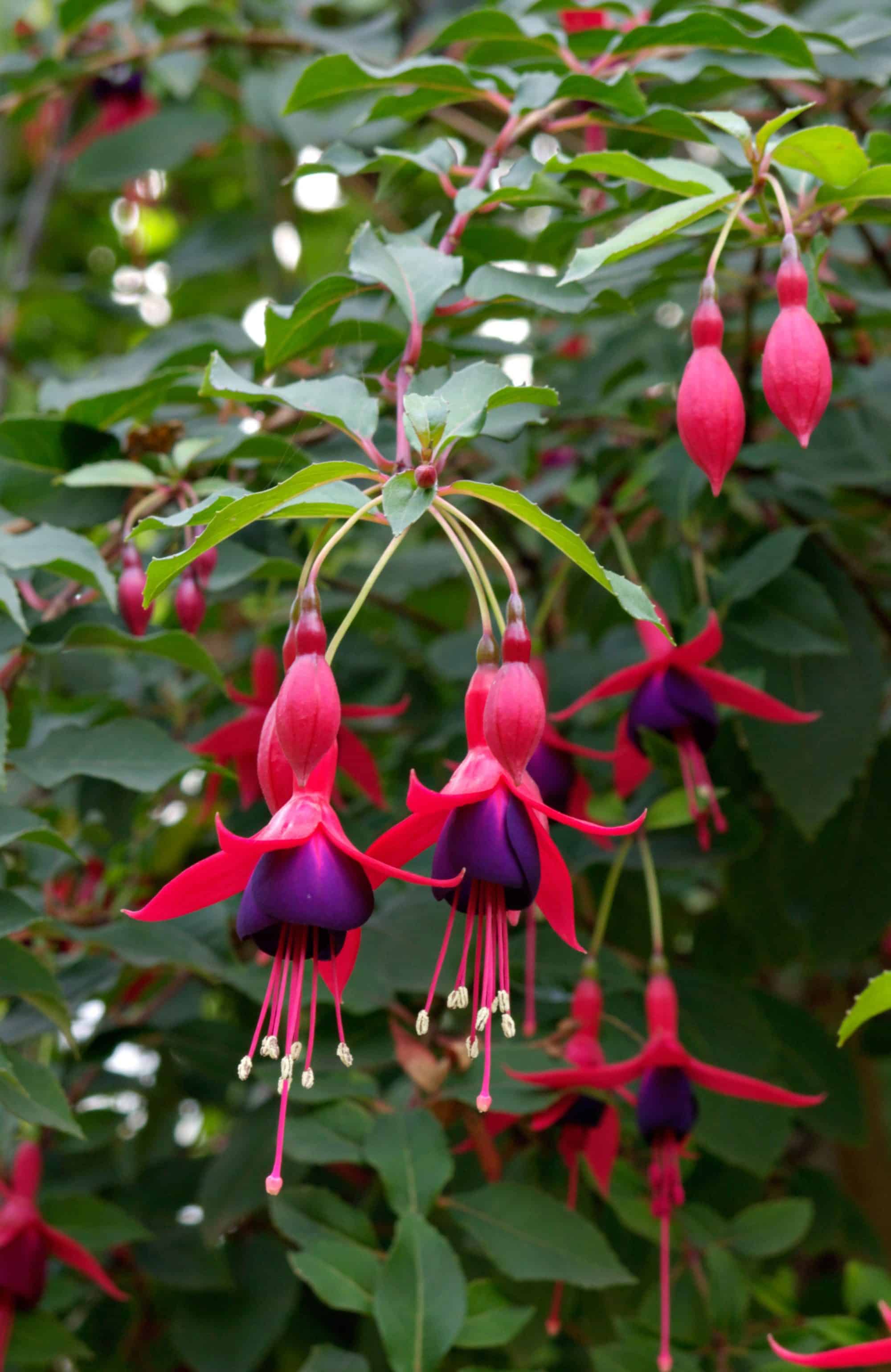 Fuchsia Mrs Popple Hedging - Fuchsia Mrs Popple Shrubs - Hopes Grove