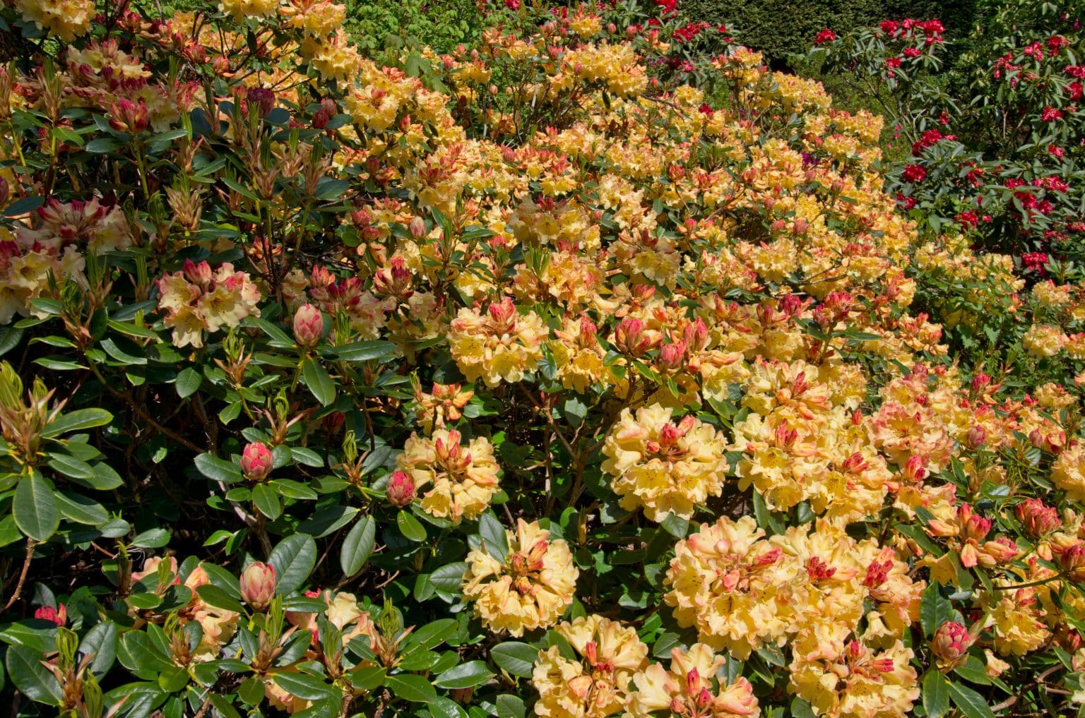 Rhododendron Nancy Evans - Hybrid Rhododendron Nancy Evans - Hopes Grove