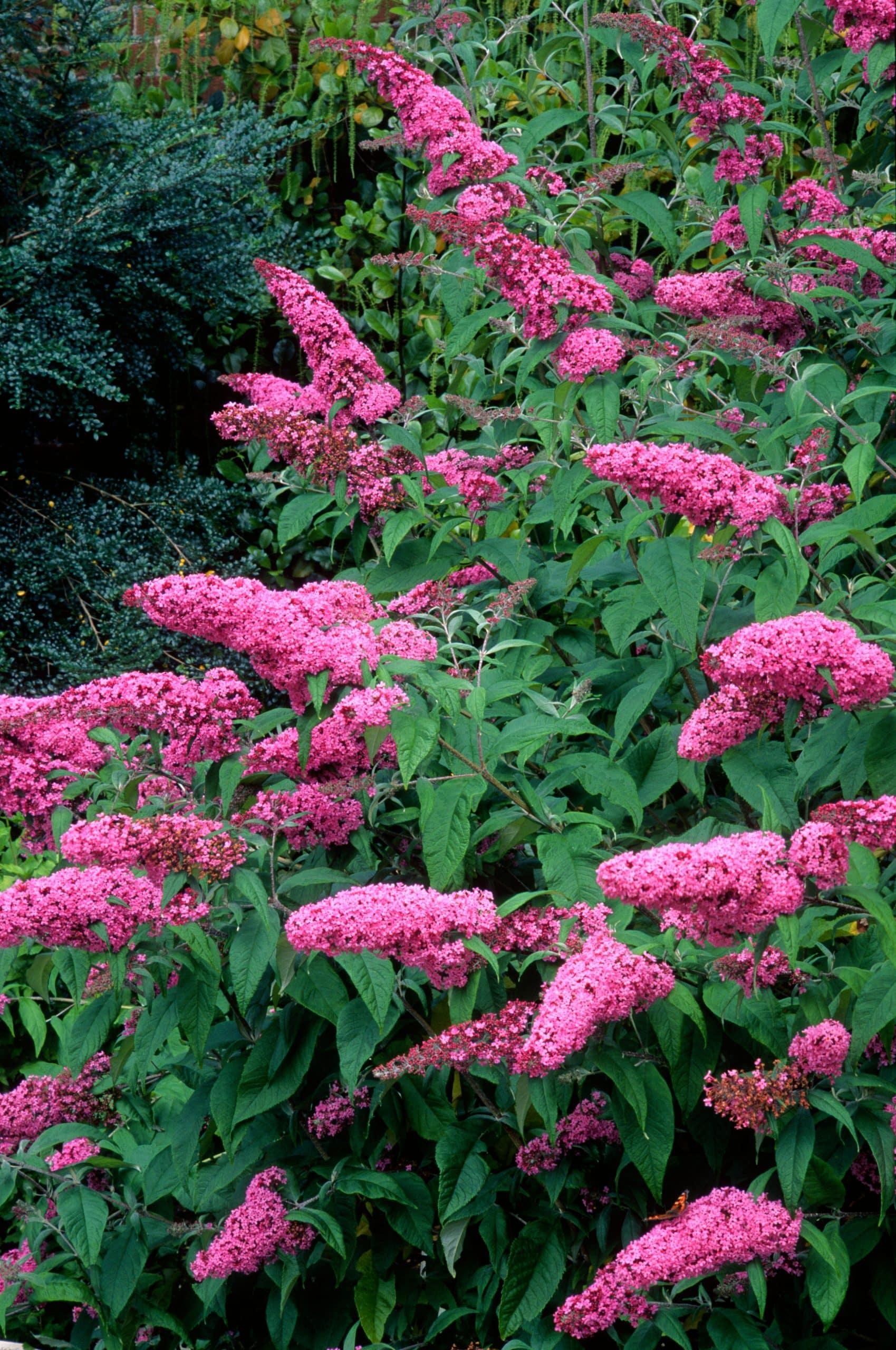 Buddleja Butterfly Garden Collection Shrubs - Hopes Grove Nurseries