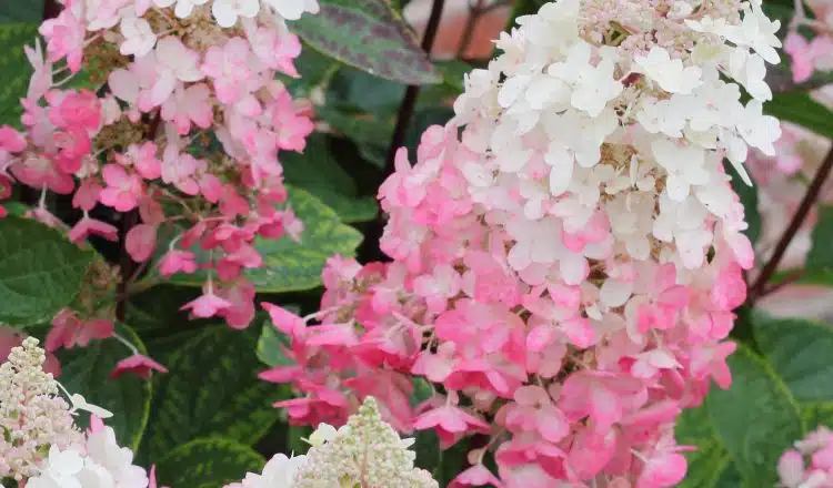 HYDRANGEA PANICULATA PINKY WIINKY FLOWER DETAIL