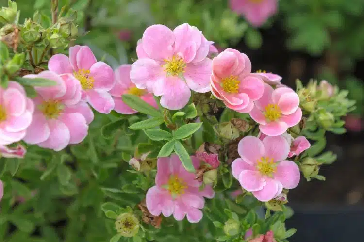 POTENTILLA FRUTICOSA PRETTY POLLY HEDGE IN FLOWER