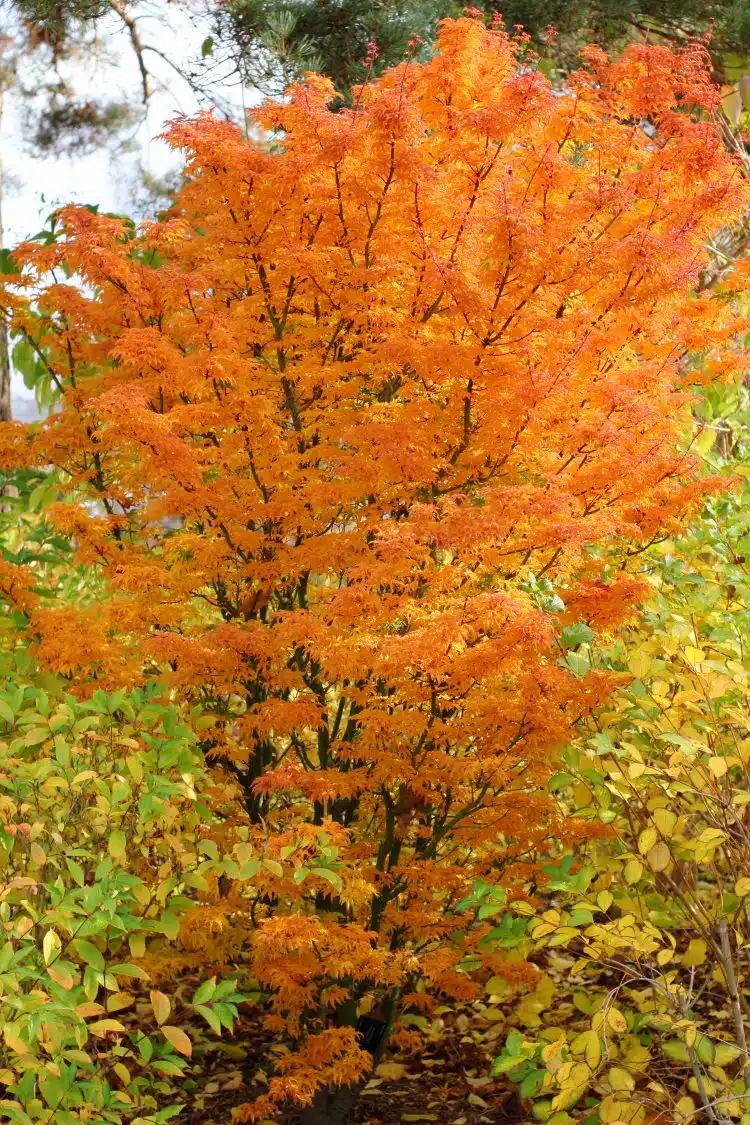 ACER PALMATUM SHISHIGASHIRA SHRUB SHOWING AUTUMN LEAF COLOUR