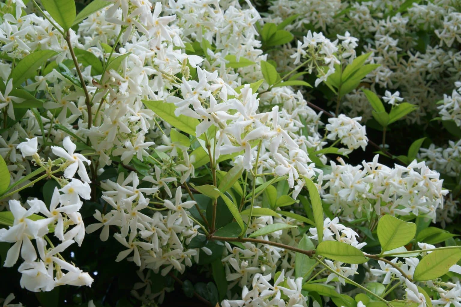 White Star Jasmine - Trachelospermum Jasminoides - Hopes Grove