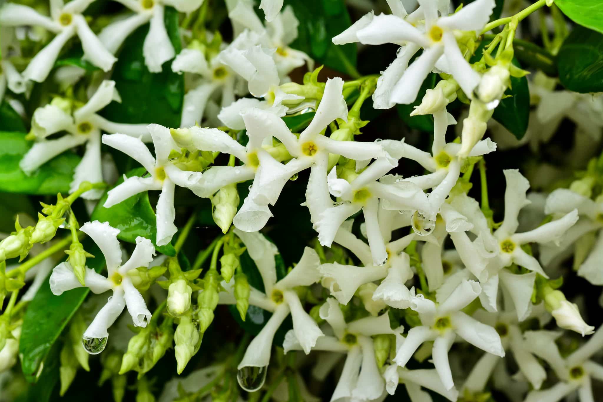 White Star Jasmine - Trachelospermum jasminoides - Hopes Grove