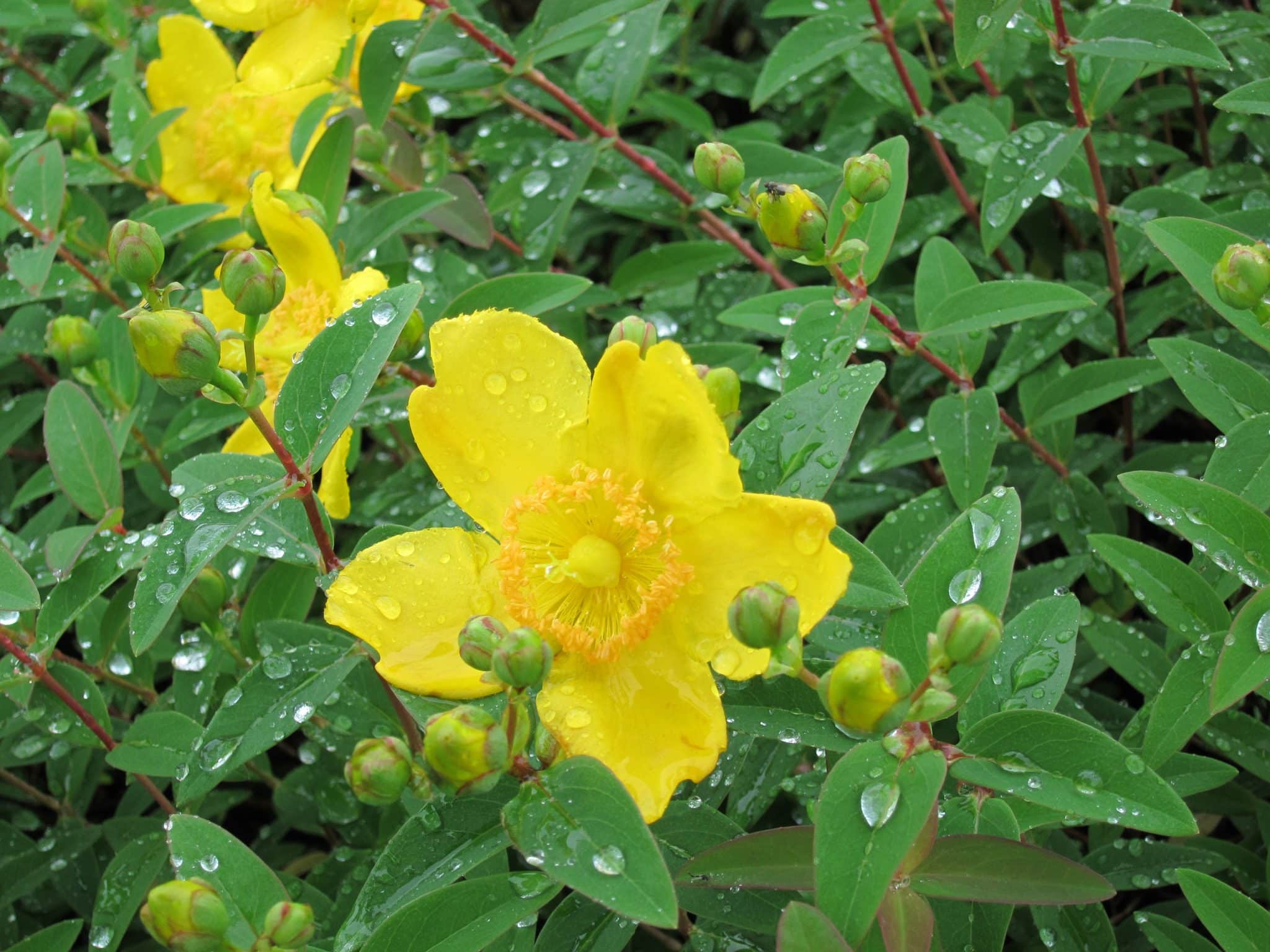 Hypericum Hidcote Hedging - Hypericum Hidcote Shrubs - Hopes Grove