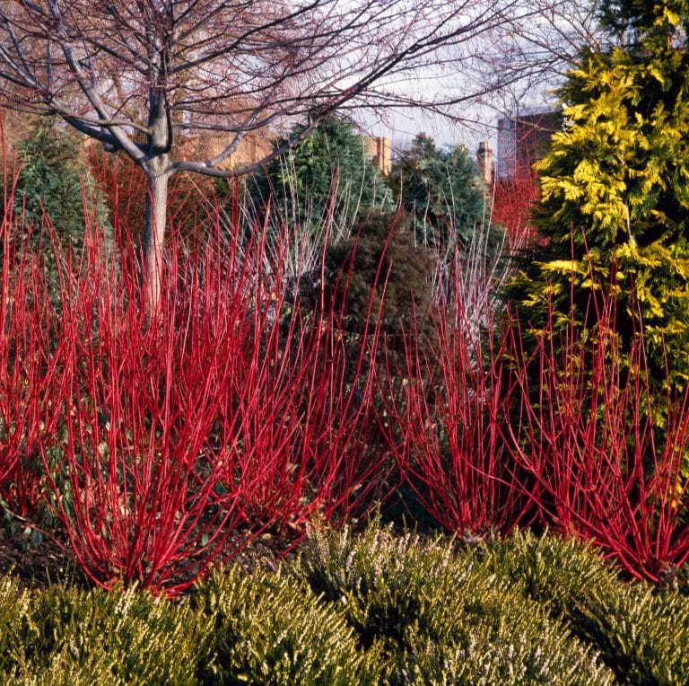 Buy Dogwood Hedging | Cornus Hedging Plants by Hopes Grove Nurseries