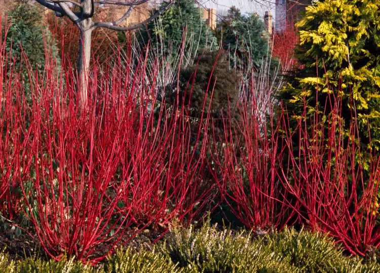 WINTER STEM COLOUR OF RED STEMMED DOGWOOD