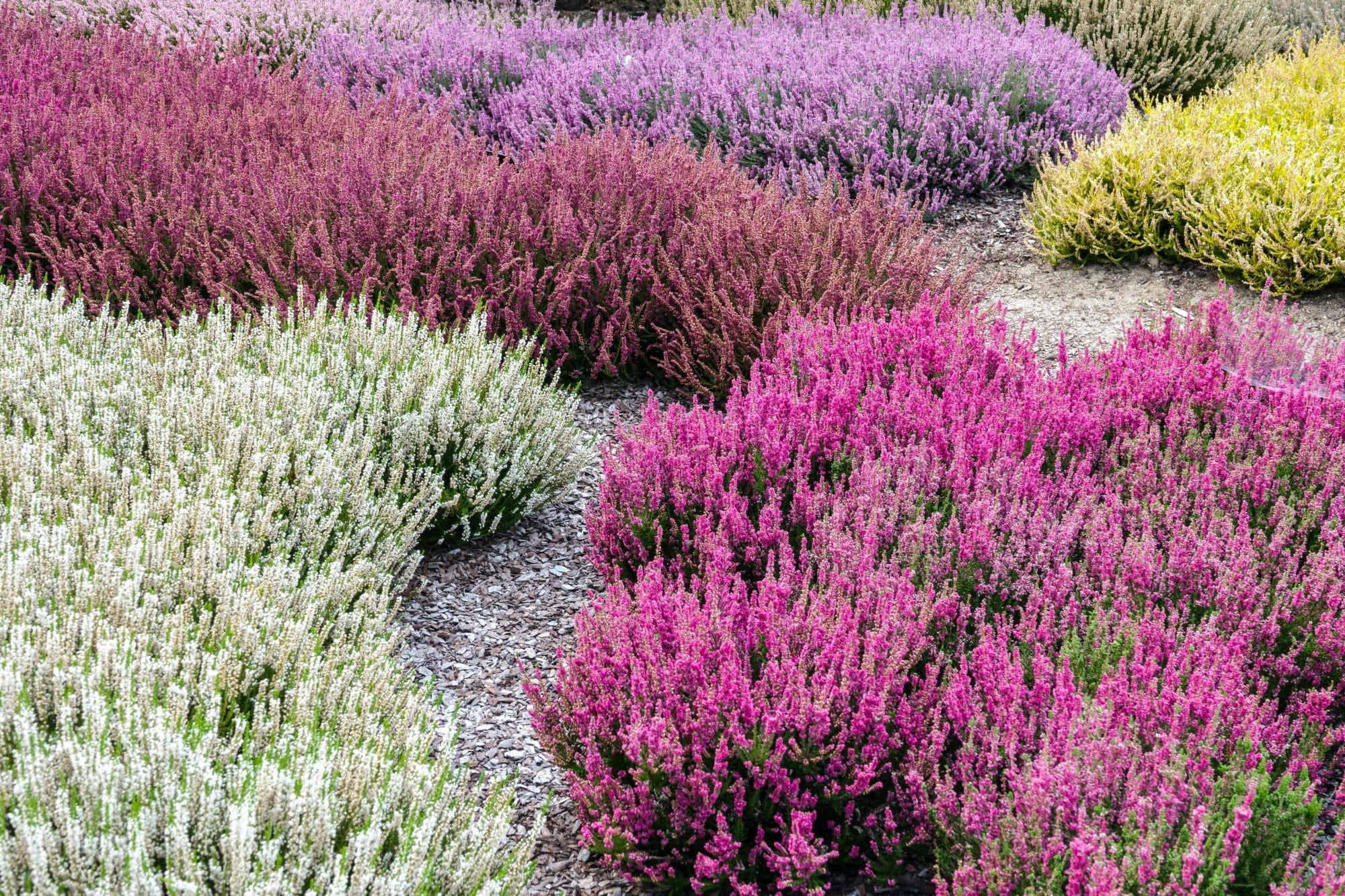 Summer Flowering Heathers - Calluna Vulgaris Plants - Hopes Grove Nsy