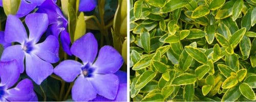Buy Periwinkle Ground Cover Vincas Ground Cover By Hopes Grove Nurseries