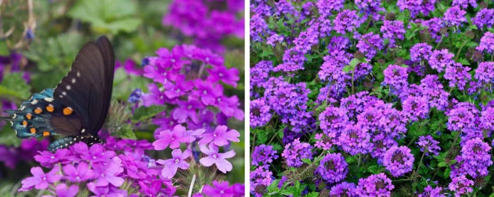 Verbena Ground Cover - Hopes Grove Nurseries