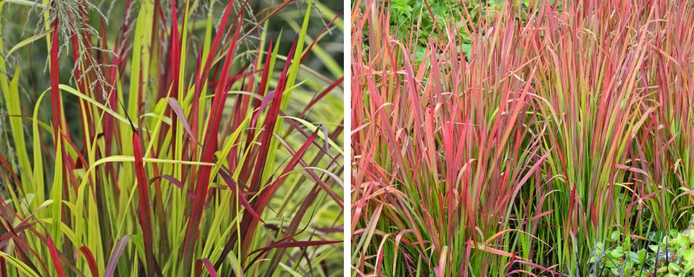 Ornamental Grasses - Buy Grass Plants - Hopes Grove Nurseries