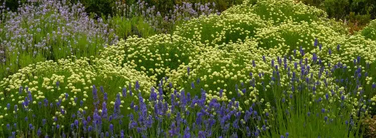 MATURE COTTON LAVENDER VIRENS SANTOLINA VIRENS SHRUBS IN FLOWER