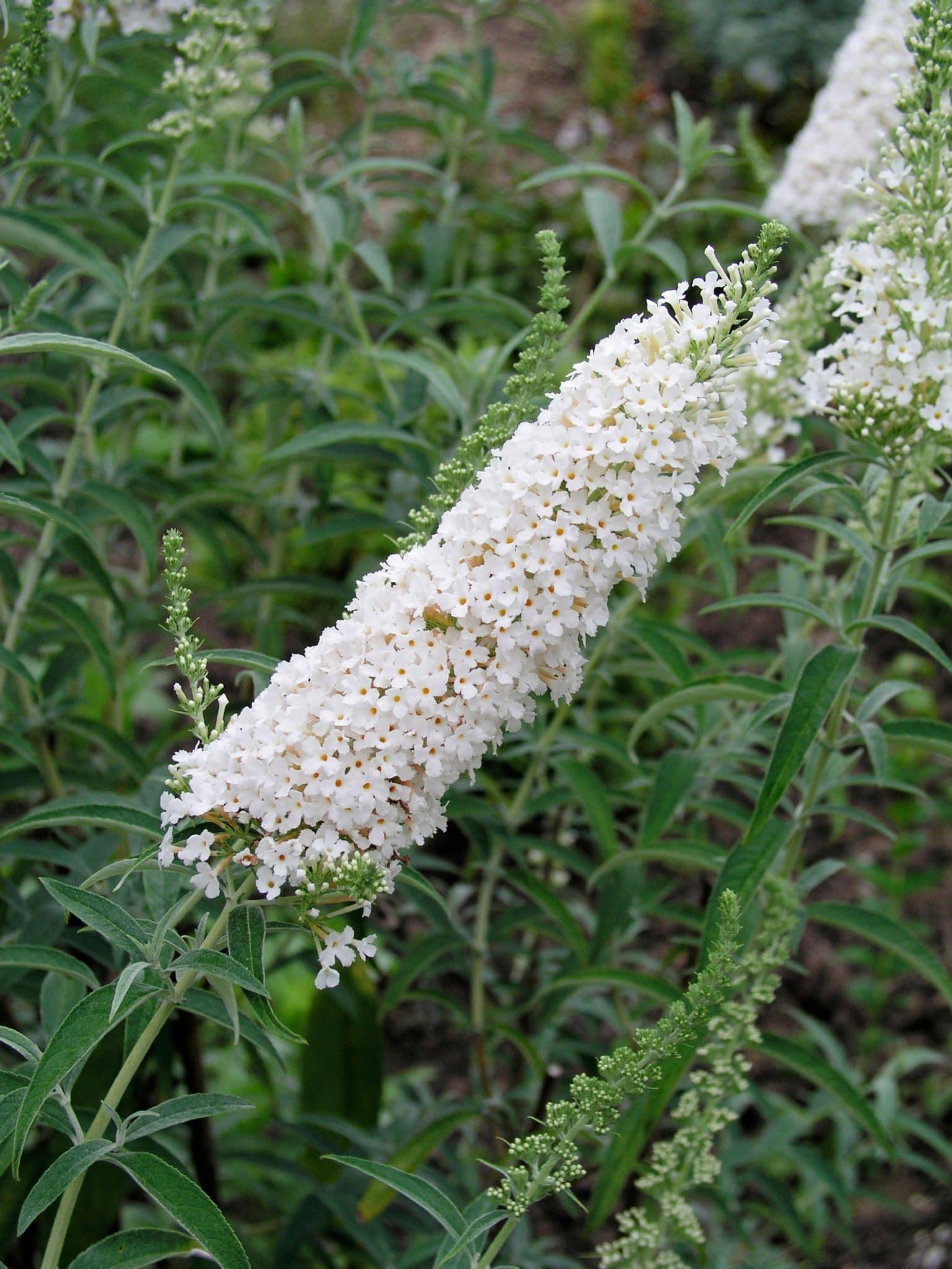 Буддлея white profusion фото