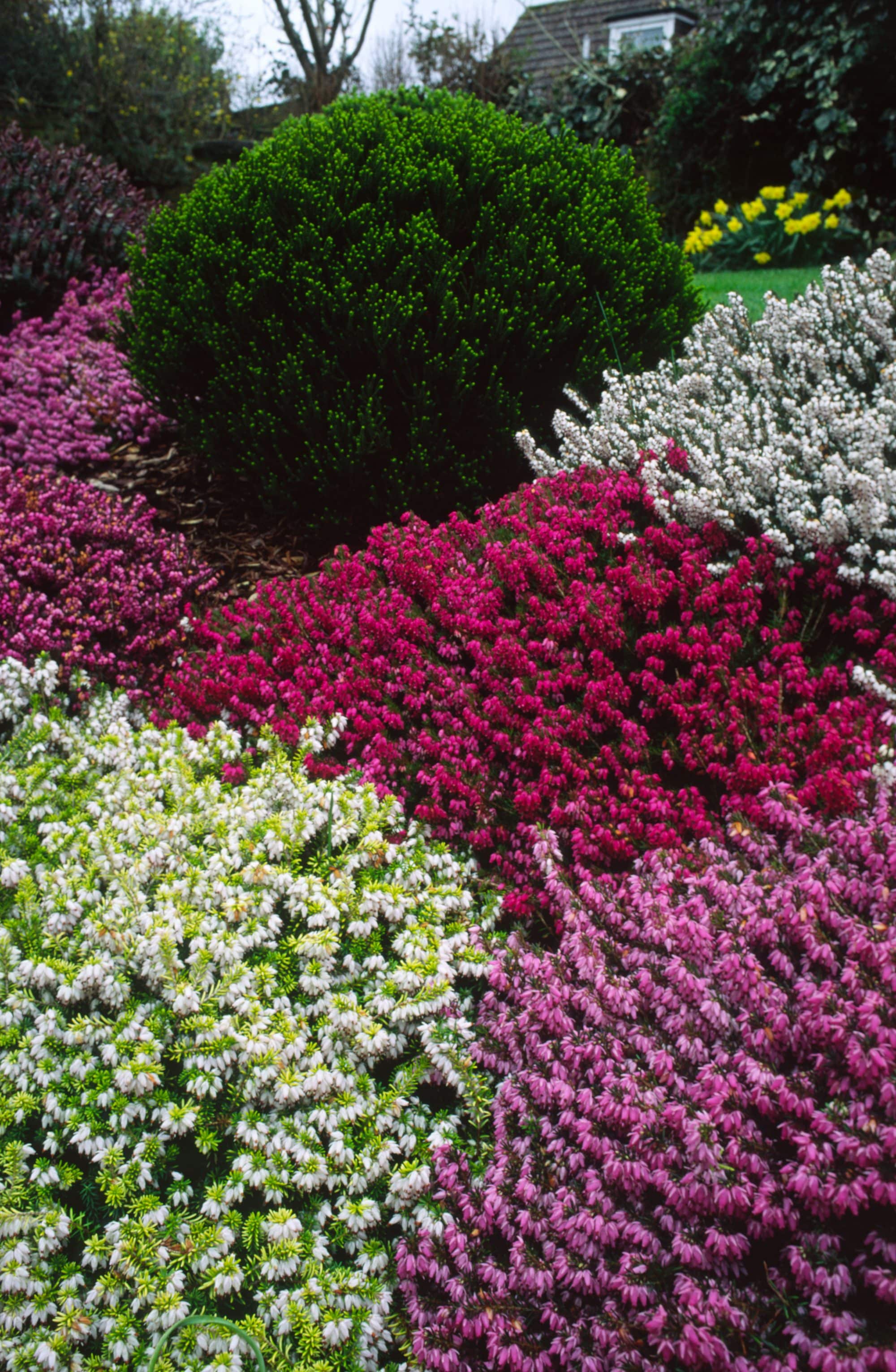 Winter Flowering Heathers Erica x Darleyensis Plants