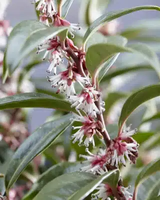 FLOWERING STEM OF SWEET BOX SARCOCOCCA WINTER GEM SHRUB