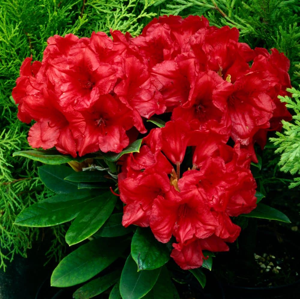 Rhododendron Yakushimanum Dopey - Hopes Grove Nurseries