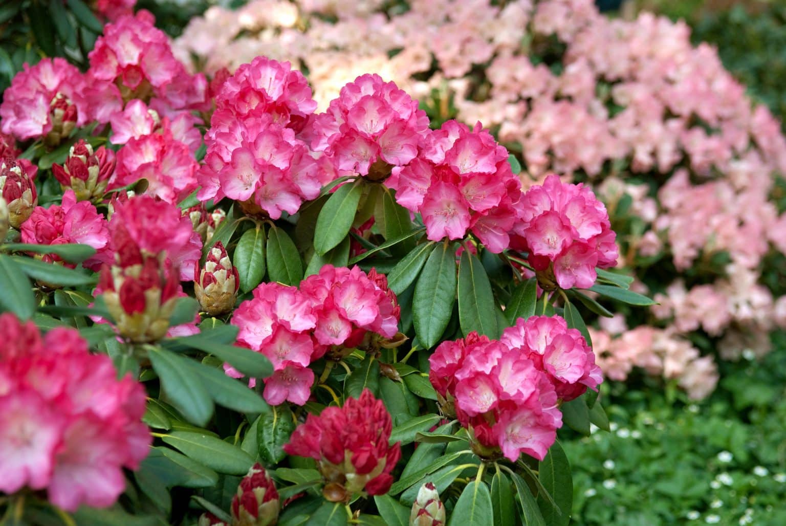 Rhododendron Yakushimanum Fantastica - Hopes Grove Nurseries