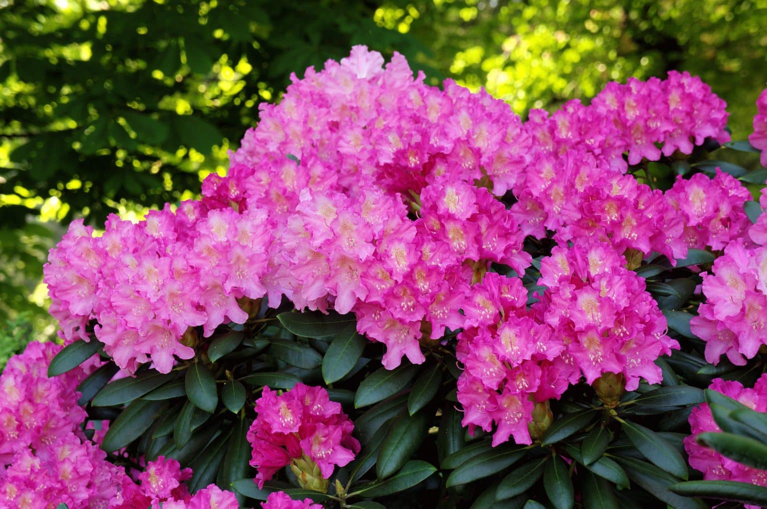 Rhododendron Yakushimanum - Yakushimanum Rhododendrons - Hopes Grove