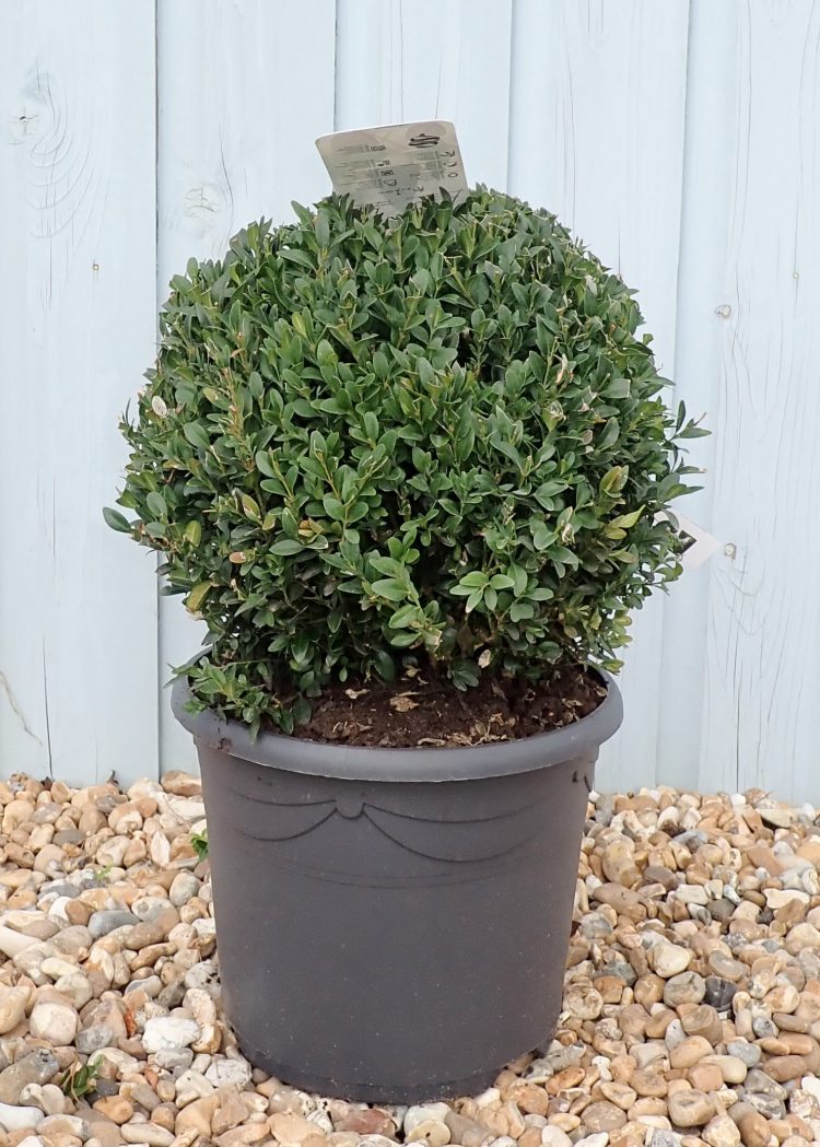 Buy Buxus Topiary Balls- Buxus Sempervirens Ball | Hopes Grove Nurseries