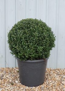 Box Balls - Ball Shape Buxus Topiary - Hopes Grove Nurseries