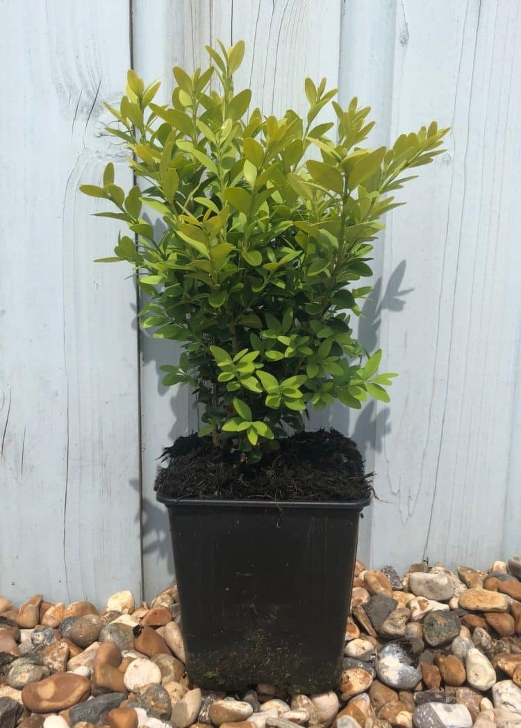 Buy Common Box Hedge Plants (Buxus Sempervirens) | Common Box Hedging