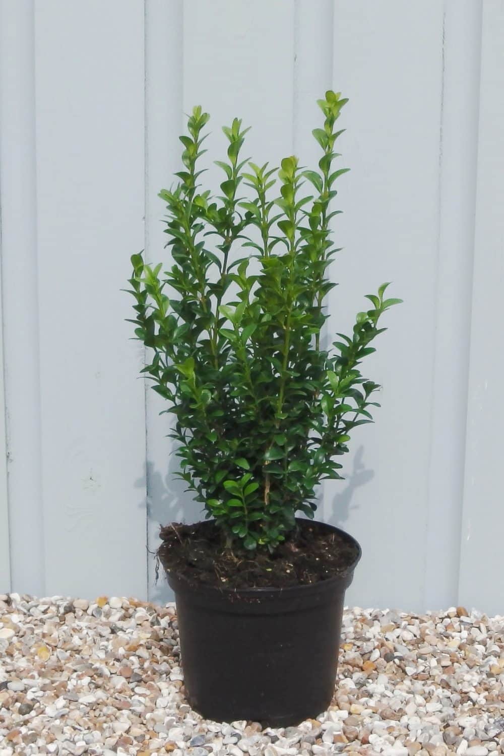 Buy Common Box Hedge Plants (Buxus Sempervirens) | Common Box Hedging