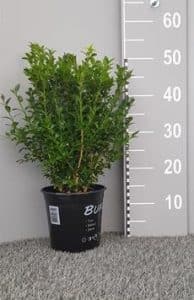 Buy Common Box Hedge Plants (Buxus Sempervirens) | Common Box Hedging