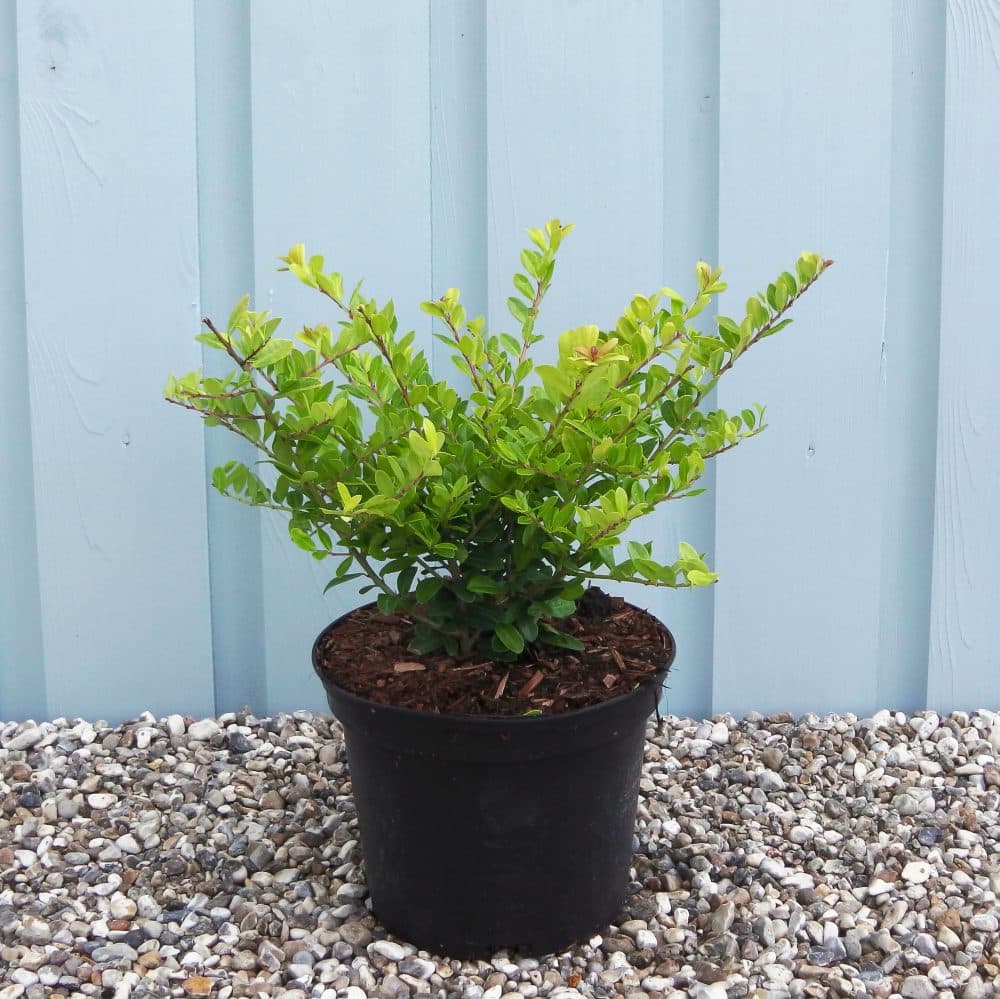 Buy Ilex Crenata Hedge - Japanese Holly Hedging | Hopes Grove Nurseries