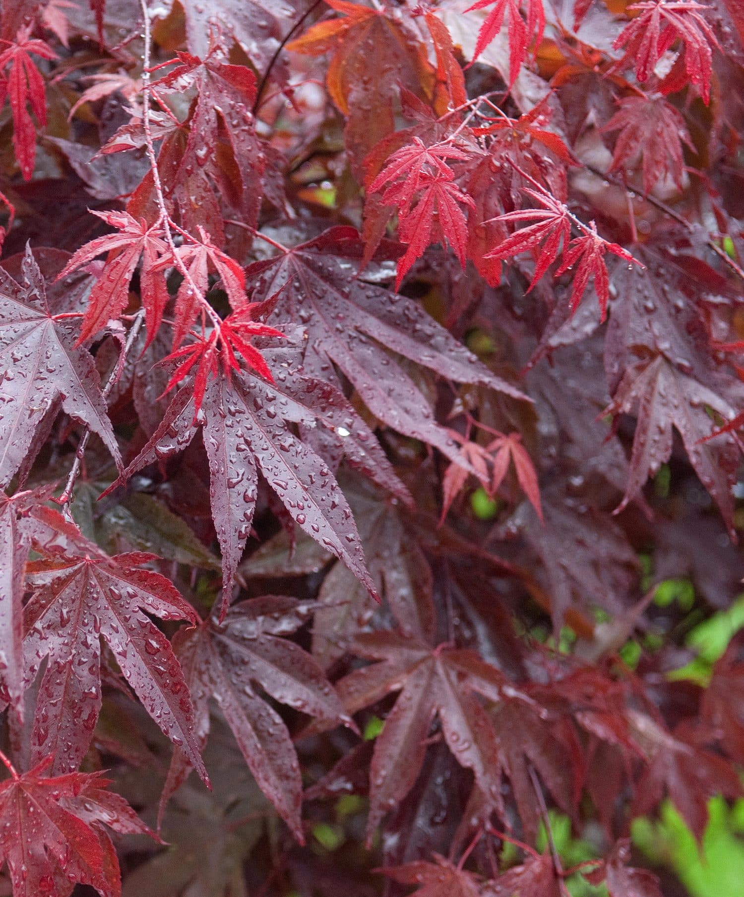 Acer Bloodgood - Bloodgood Japanese Maple - Acer Palmatum Bloodgood